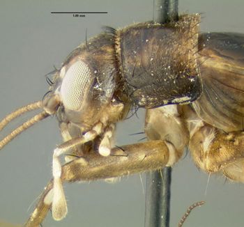 Media type: image;   Entomology 621946 Aspect: thorax lateral